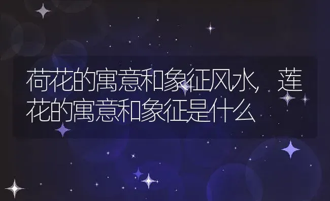 荷花的寓意和象征风水,莲花的寓意和象征是什么 | 养殖常见问题