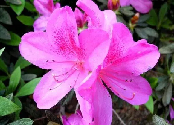 植物常识问题|夏季杜鹃栽种如何避免落叶现象