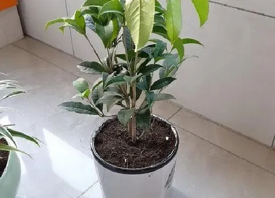 植物常识问题|桂花怎么养护花开百朵满屋香