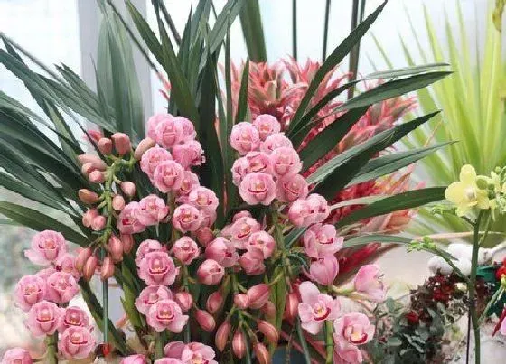 植物常识问题|兰花如何养护后期长得健壮