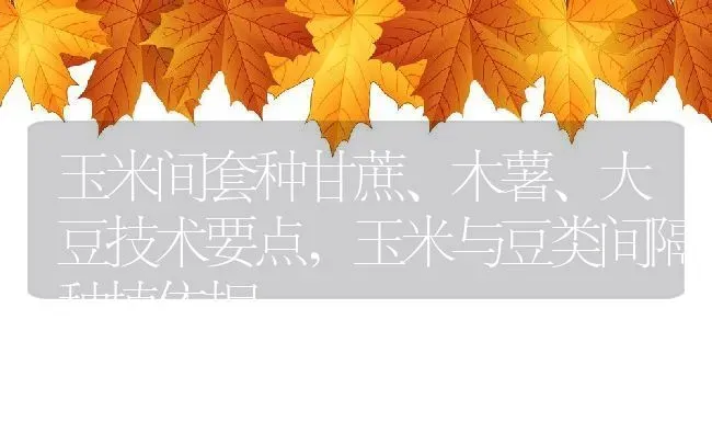 玉米间套种甘蔗、木薯、大豆技术要点,玉米与豆类间隔种植依据 | 养殖常见问题