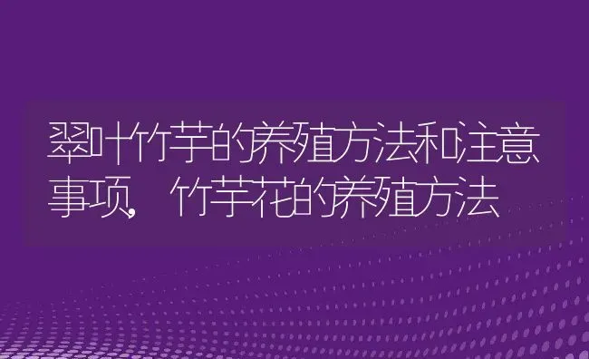 翠叶竹芋的养殖方法和注意事项,竹芋花的养殖方法 | 养殖常见问题