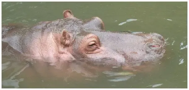 河马是两栖动物吗 | 三农问答