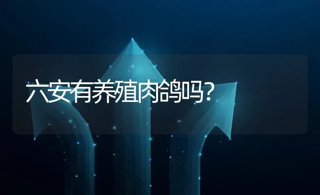 六安有养殖肉鸽吗? | 养殖问题解答
