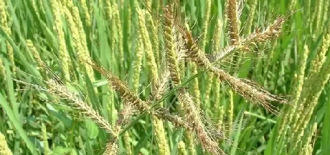 植物常识问题|水稻田里的稗草怎么除掉（水稻除稗草用什么除草剂防治）