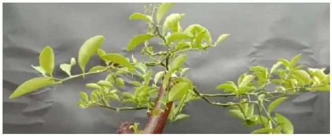 金豆下山桩多久能挂果 | 科普知识