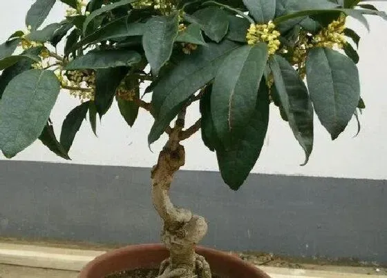 植物常识问题|桂花在春季养护有哪些注意事项