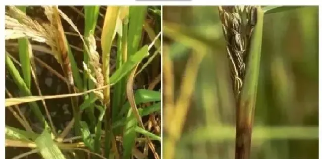 植物常识问题|水稻抽穗后叶鞘腐败病症状图片及发病原因（用什么药防治）