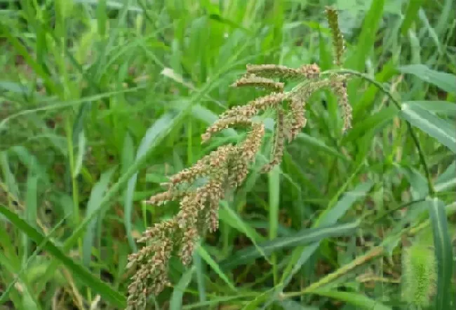 植物常识问题|水稻田里的稗草怎么除掉（水稻除稗草用什么除草剂防治）