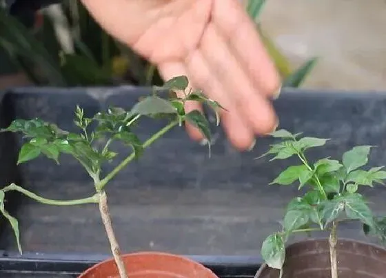 植物常识问题|小叶幸福树的扦插方法