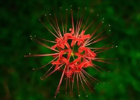 植物常识问题|彼岸花有毒吗 能在家里养吗