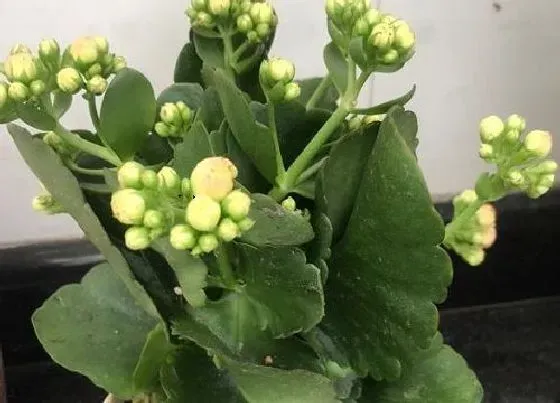 植物常识问题|立秋以后如何养护长寿花能保证花量更多