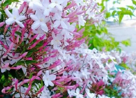 植物常识问题|多花素馨为啥叫死人花