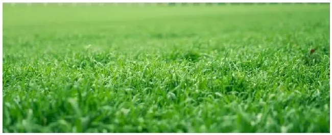 草坪植物是什么科 | 农业答疑