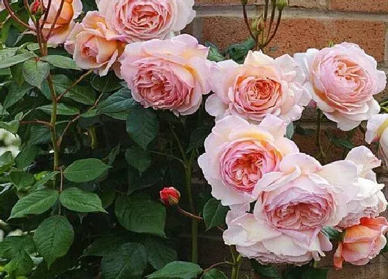 植物常识问题|勤花月季品种有哪些 勤花丰花月季排名