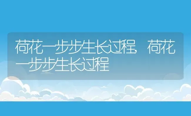 荷花一步步生长过程,荷花一步步生长过程 | 养殖常见问题