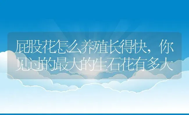 屁股花怎么养殖长得快,你见过的最大的生石花有多大 | 养殖常见问题