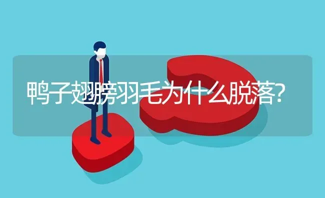 鸭子翅膀羽毛为什么脱落? | 养殖问题解答