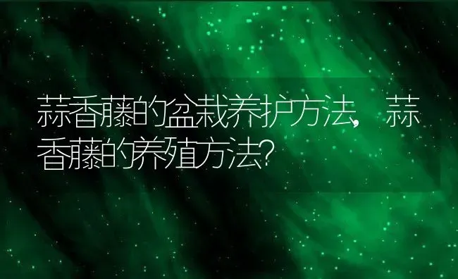 蒜香藤的盆栽养护方法,蒜香藤的养殖方法？ | 养殖常见问题