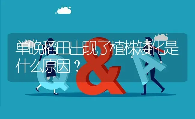 单晚稻田出现了植株矮化是什么原因? | 养殖问题解答