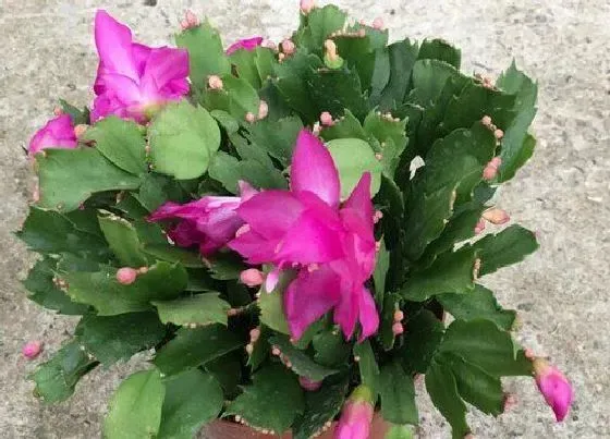 植物常识问题|蟹爪兰掉花苞是什么原因 如何规避