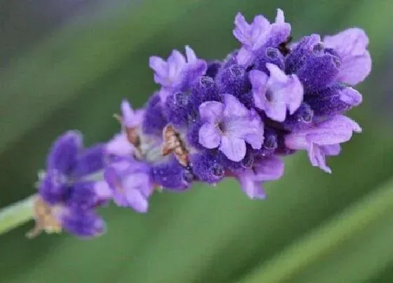 植物常识问题|结婚纪念日送老婆什么鲜花好 适合结婚周年纪念日的花束