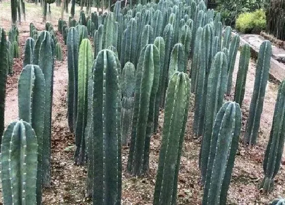 植物常识问题|仙人掌品种名称及图片 常见仙人掌的种类介绍