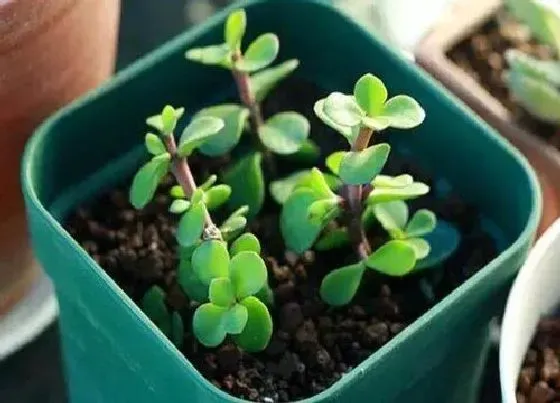 植物常识问题|扦插的金枝玉叶如何养护叶片肥厚