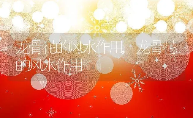 龙骨花的风水作用,龙骨花的风水作用 | 养殖常见问题