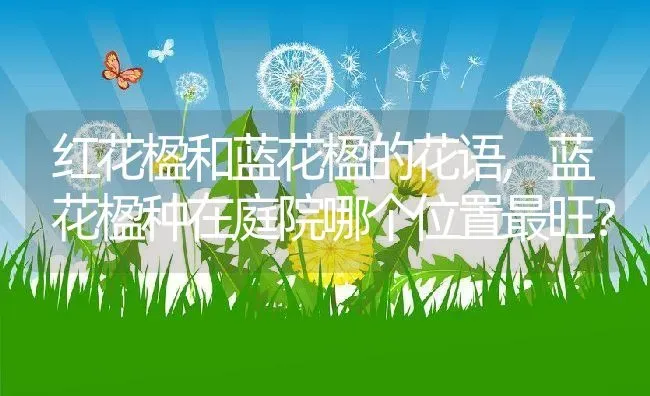 红花楹和蓝花楹的花语,蓝花楹种在庭院哪个位置最旺？ | 养殖常见问题