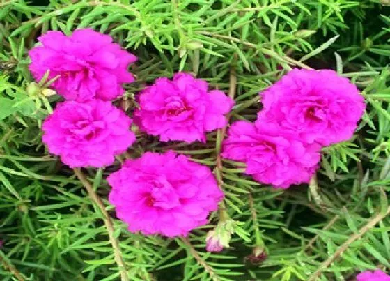 植物常识问题|如何给太阳花做个辫子好看又好养