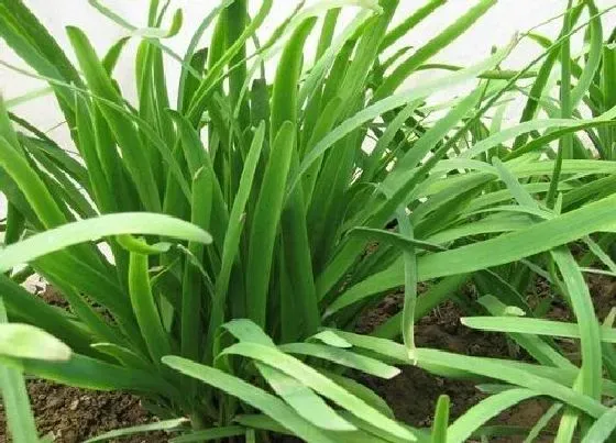 植物常识问题|韭菜根种植技术和时间（懒人韭菜收割与养根注意问题）