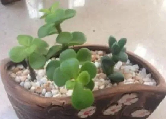 植物常识问题|扦插的金枝玉叶如何养护叶片肥厚