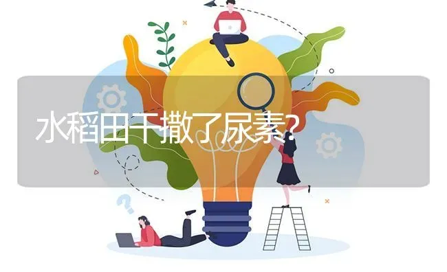 水稻田干撒了尿素? | 养殖问题解答