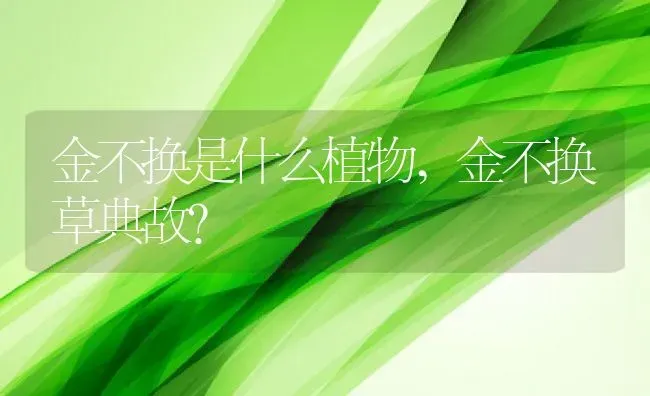 金不换是什么植物,金不换草典故？ | 养殖常见问题