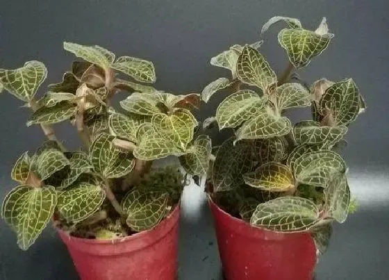 植物常识问题|金线莲怎么种植管理 盆栽金线莲种植技术与方法
