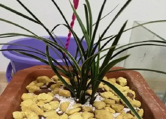 植物常识问题|兰花花芽分化期如何进行养护