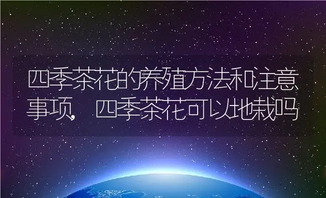 四季茶花的养殖方法和注意事项,四季茶花可以地栽吗 | 养殖常见问题
