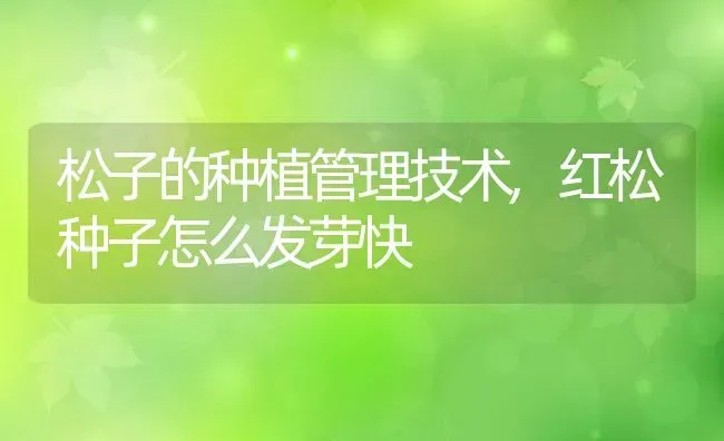 松子的种植管理技术,红松种子怎么发芽快 | 养殖常见问题