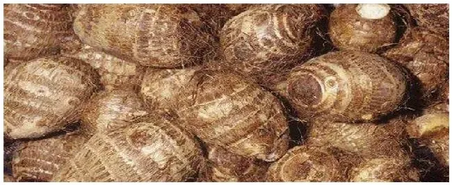 毛芋怎么施肥 | 农业答疑