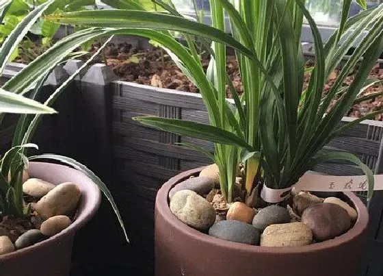 植物常识问题|兰花花芽分化期如何进行养护