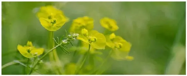 柴胡种植的注意事项 | 三农问答