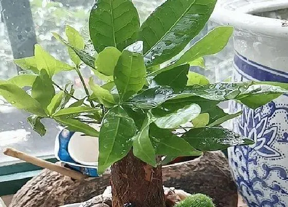 植物常识问题|富贵竹、发财树正确的摆放位置