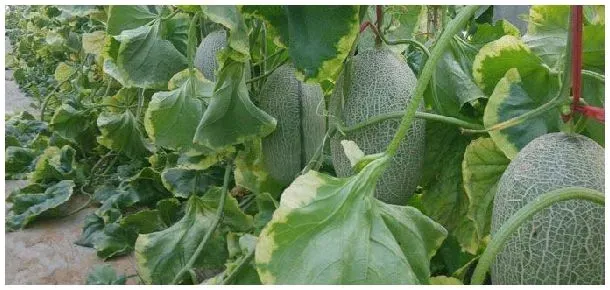 哈密瓜从种植到成熟要几个月 | 农业问题
