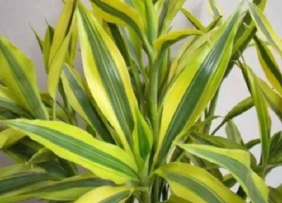 植物常识问题|富贵竹、发财树正确的摆放位置