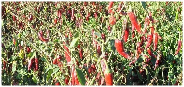 种植辣椒用什么肥料 | 农业答疑