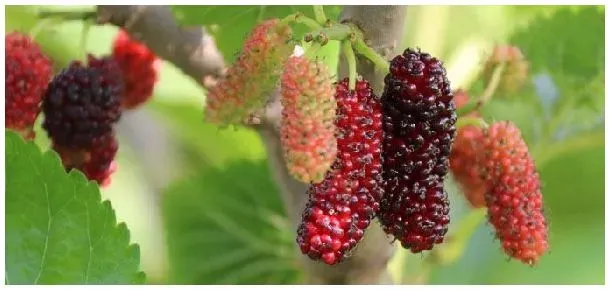 桑葚种植几年结果 | 农业问题