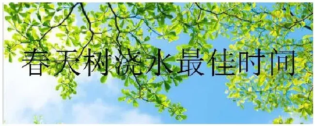 春天树浇水最佳时间 | 三农问答