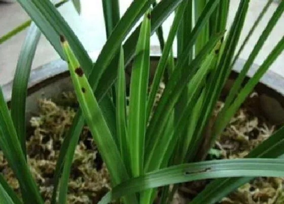 植物常识问题|文心兰第二年为什么不开花 文心兰第二年还开花吗