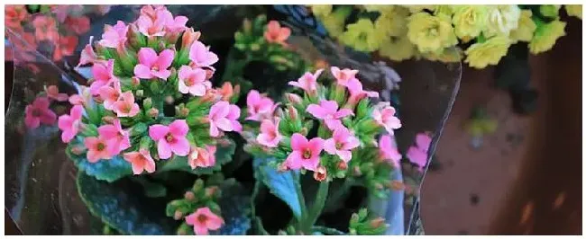 长寿花花蕾期的养护 | 三农问答
